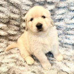Zuma - Light golden female Golden Retriever puppy in Oregon from Bliss Retrievers