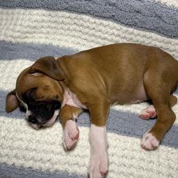 Heidi - Fawn female Boxer puppy in Sugar Land, Texas from House of Onyx Boxers