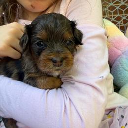 Shiraz - Merle female Cockapoo puppy in Williamston, South Carolina from Sassy Bob’s Dogs