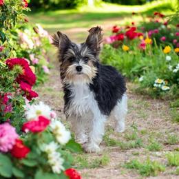Opal - Yorkshire Terrier