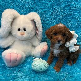 Rosie - Blenheim female Cavapoo puppy in Taft, Tennessee from Knight Pups