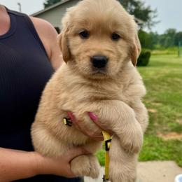 Yellow girl - Golden female Golden Retriever puppy in Macy, Indiana from Macy Golden Meadows