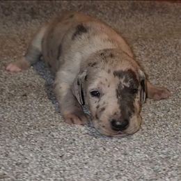 Porsche - Merle female Great Dane puppy in Walker, Louisiana from La Rebel Danes