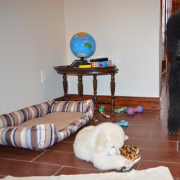 Poodle Puppies from D and D Standard Poodles