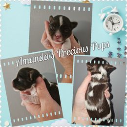 BOY - Chocolate, tan and white male Yorkshire Terrier puppy in Wartburg, Tennessee from Amanda's Precious Pups