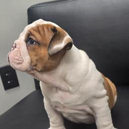 Dalton Orange - Red and white male Bulldog puppy in Laurel, Montana from Bull Mountain Bulldogs