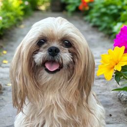Mercedes - Cavalier King Charles Spaniel