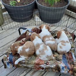 Brittany Puppies from Tommie Dahl