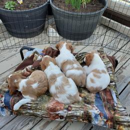 Brittany Puppies from Tommie Dahl