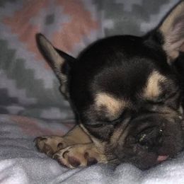 French Bulldogs from McBulldogs