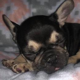 French Bulldogs from McBulldogs