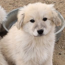 Gilbert - Colorado Mountain Dog puppy from Big Sky Acres