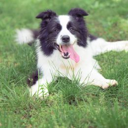 Yara - Border Collie