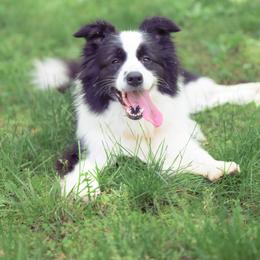 Yara - Border Collie