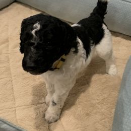 Goldendoodle and Poodle Puppies from Breedadoodle