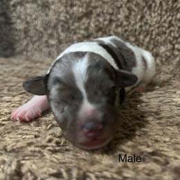 Duke - Tri-color male Jack Russell Terrier puppy in Copperhill, Tennessee from Tuff Country Farm