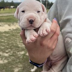 Girl 2 - female Dogo Argentino puppy in Roundup, Montana from Storm Dogos & Country Corgis