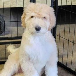Brown - Cream Goldendoodle puppy in Canton, Georgia from Doodle Family