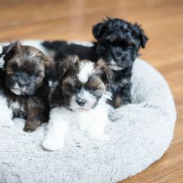 Chesapeake Bay Retriever and Havanese Puppies from Green Gables Havanese