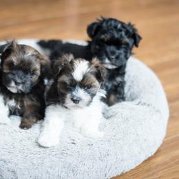 Chesapeake Bay Retriever and Havanese Puppies from Green Gables Havanese