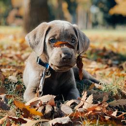Dilute Retriever Puppies from Silver Bullet Labradors