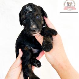 Aussiedoodle and Australian Mountain Doodle Puppies from Ridgeline Doodles