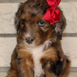 Australian Mountain Doodle, Australian Shepherd, Bernedoodle, Labradoodle, and Poodle Puppies from Island View Poodles & Doodles