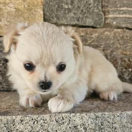 AKC GCHB SIRED FROSTY IN MAINE 3000.00 - Fawn male Chihuahua puppy in Newport, Maine from Pinewood Acres Chihuahuas