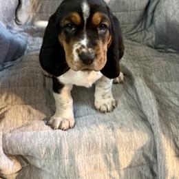 Panda - Black and white female Basset Hound puppy in Pilot Point, Texas from Texas Rose Basset’s