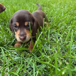 Brownie - Chocolate and tan female Dachshund puppy in Fruita, Colorado from M & M Breeding
