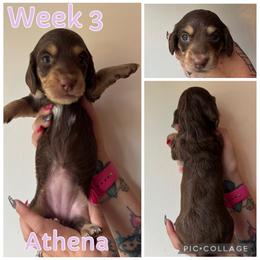 Athena - Chocolate and cream female Dachshund puppy in Michigan from M.H.P Dachshunds