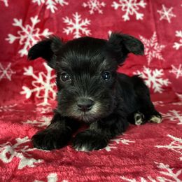 Dancer Genetically Clear - Black and silver female Miniature Schnauzer puppy in Klingerstown, Pennsylvania from Clay Hill Kennels