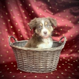 Penny - Red tri female Miniature Australian Shepherd puppy in Liberty, South Carolina from Alexander Canines