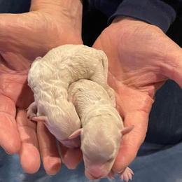 Poodle Puppies from Abbeyroad Poodles
