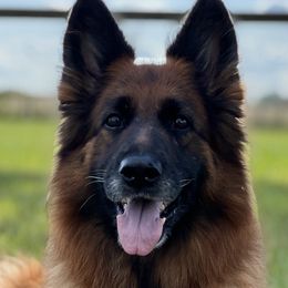 German Shepherds from Leah Willis