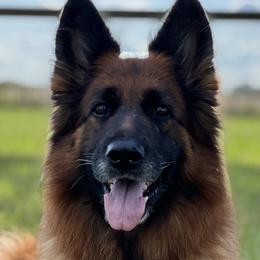 German Shepherds from Leah Willis
