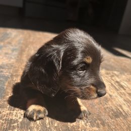 Mr. Orange - Chocolate and tan male Dachshund puppy in Missoula, Montana from Blue Star Dachshunds