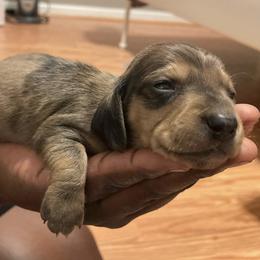 Dachshund Puppies from L & J Kennel