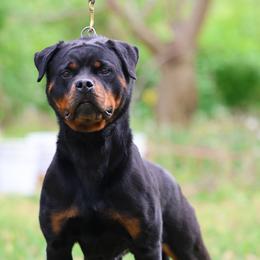 HARLEY - Rottweiler
