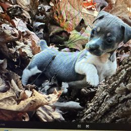 Blue - Blue and white male Teddy Roosevelt Terrier puppy in Cumming, Georgia from Barnett’s Rambling Terriers