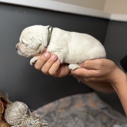 Green Collar - Light golden male Golden Retriever puppy in Stedman, North Carolina from Wise-Taylor Goldens