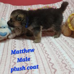 Matthew Blue Collar - Black and red male German Shepherd puppy in Bedias, Texas from TiPi S Ranch's German Shepherds