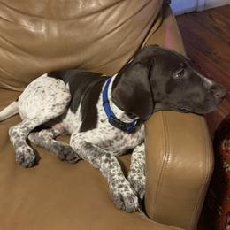 German Shorthaired Pointer puppies from Alvarado Farm Kennels, LLC