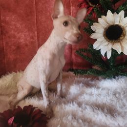 Lexi - Bringing Holiday Cheer Wherever She Goes - White and chocolate female American Hairless Terrier puppy in Lebanon, Missouri from Hearts Companions