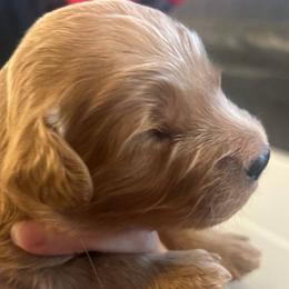 Goldendoodles from Homestead Breeding Co.