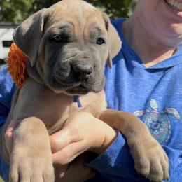 Boy 4 - Fawn male Cane Corso puppy in Dayton, Oregon from BlackStar Cane Corso