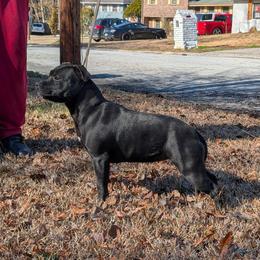Jayda - Staffordshire Bull Terrier