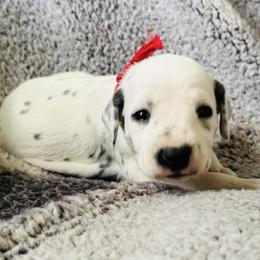 Girl 2 - White and black female Dalmatian puppy in Westhoff, Texas from Smart Dalmatians