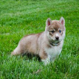 Siberian Husky Puppies from The Siberian Empire