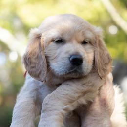 Girl 2 - Golden female Golden Retriever puppy in Hayward, California from East Bay Golden Retrievers